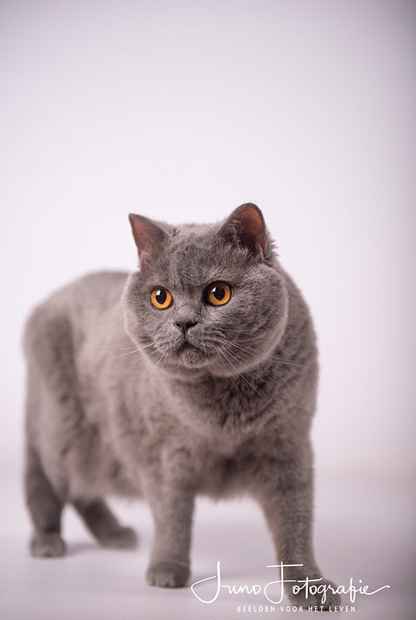 Cadeaubon voor een huisdieren fotoshoot in de studio te Buizingen
