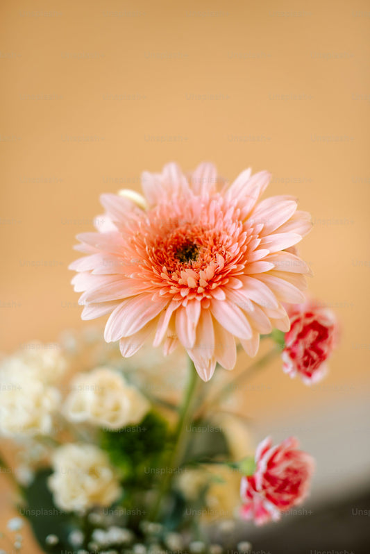 Bloemen en insecten fotograferen